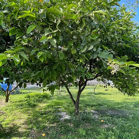 Ambelas Guest 5 Himarë